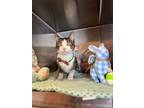 Adopt Cadbury a Domestic Short Hair