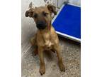 Adopt Scrappy a Black Mouth Cur, Mixed Breed