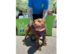 Adopt Brantley a Pit Bull Terrier