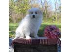 Pomimo Puppy for sale in Mount Vernon, IL, USA