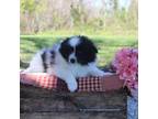 Pomimo Puppy for sale in Mount Vernon, IL, USA