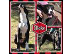 Adopt Blake a Labrador Retriever