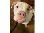 Adopt Professor Domino a Pit Bull Terrier