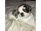 Chihuahua Puppy for sale in Hampton, VA, USA