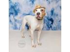 Adopt Boo Boo a Pit Bull Terrier