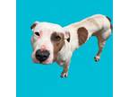 Adopt Boo Boo a Pit Bull Terrier