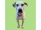 Adopt Banana a Dalmatian