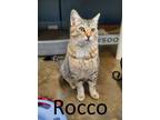 Adopt Rocco a Tabby, Domestic Medium Hair