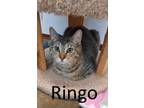 Adopt Ringo a Tabby, Domestic Medium Hair