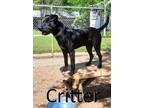Adopt Critter a Staffordshire Bull Terrier, Pit Bull Terrier