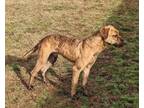 Adopt Dillian a Hound, Pit Bull Terrier