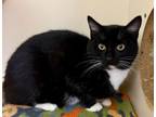Adopt Lawrence a Domestic Short Hair