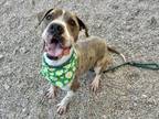 Adopt MUNCH a Shar-Pei, Pit Bull Terrier