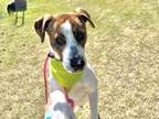 Adopt COLBY a Catahoula Leopard Dog, Mixed Breed
