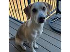 Adopt Steve (Courtesy Listing) a Yellow Labrador Retriever, Foxhound