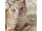 Adopt Scout a Domestic Short Hair, Tabby