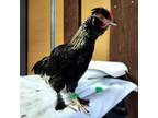 Adopt Paprika a Chicken