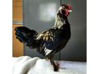 Adopt Clovis a Chicken