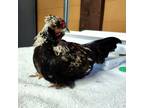 Adopt Peppercorn a Chicken