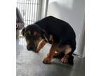 Adopt HAWTHORNE a Labrador Retriever, German Shepherd Dog