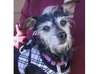 Adopt Andy 2 a Chinese Crested Dog, Terrier