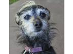 Adopt Andy 2 a Chinese Crested Dog, Terrier