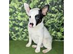 Adopt Austin a Australian Cattle Dog / Blue Heeler