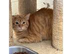 Adopt Waylon a Tabby