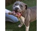 Adopt WASABI a Pit Bull Terrier