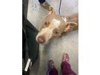 Adopt SMARTY PANTS a Pit Bull Terrier