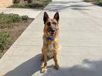 Adopt ROGER a German Shepherd Dog