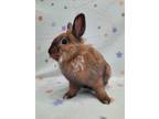 Adopt Prince a Bunny Rabbit