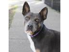 Adopt BUTCH a Mixed Breed