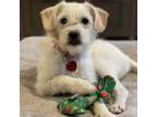 Adopt GREG a Wirehaired Terrier, Mixed Breed