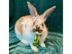 Adopt Swiss a Bunny Rabbit