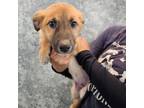 Adopt Spur a Mixed Breed