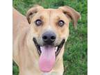 Adopt Happy a Pit Bull Terrier, Labrador Retriever