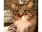 Adopt Ollie a Ragdoll