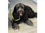 Adopt Tucker a Border Collie, Poodle