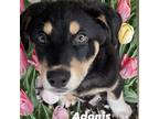 Adopt Adonis a Husky, German Shepherd Dog
