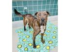 Adopt BILLY a Pit Bull Terrier, Labrador Retriever