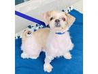 Adopt ALFRED a Shih Tzu, Mixed Breed