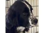 Newfoundland Puppy for sale in Rutledge, TN, USA