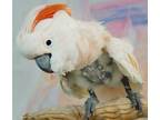 Adopt Gucci a Cockatoo