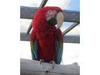 Adopt Dexter a Macaw