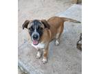 Adopt Huck a Saint Bernard, Australian Shepherd