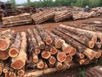 Cedar Fence Posts 1st Cut Slabs & Lumber