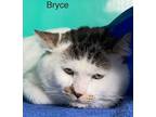 Adopt Bryce - Center a Domestic Short Hair