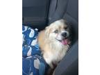 Adopt Spike a Shih Tzu