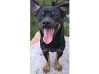 Adopt Max a Chiweenie, Dachshund